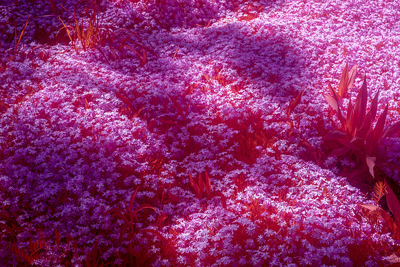 Synaesthesia (infrared), New York, 2022, Digital